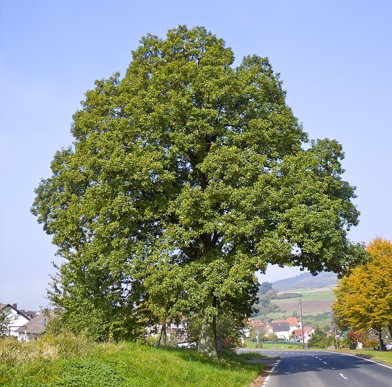 Quercus_petraea_06